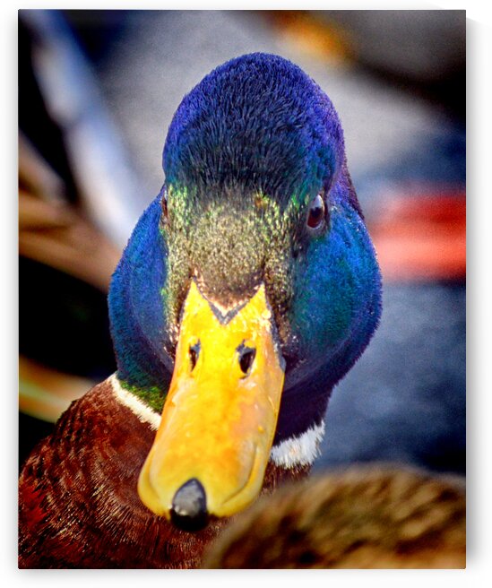 Duck Put It On My Bill by Bill Swartwout Photography