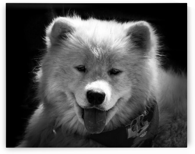 Dog Samoyed Teddy Bear Black and White by Bill Swartwout Photography