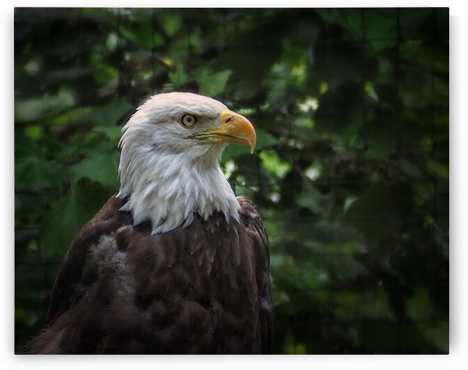 Bald Eagle at the Salisbury Zoo by Bill Swartwout Photography