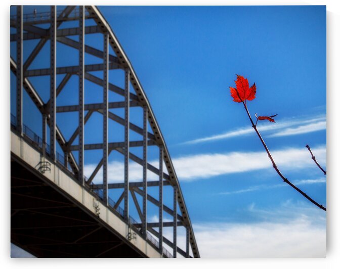 Solitary Red Maple Leaf at the St. Georges Bridge by Bill Swartwout Photography