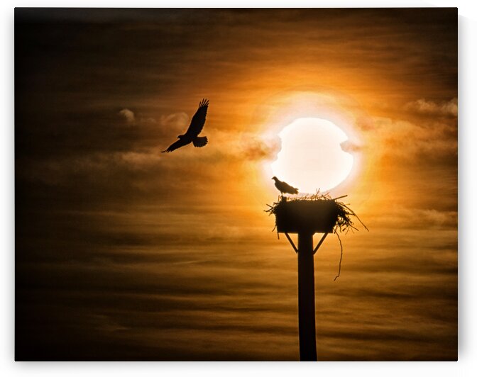 Osprey Nesting on Pole Cropped by Bill Swartwout Photography