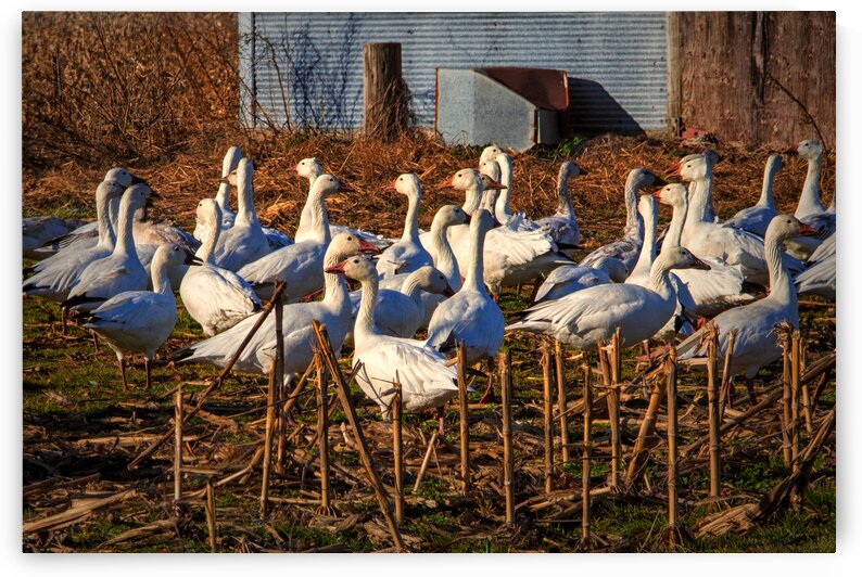 Snow Geese Gaggle in Frankford DE by Bill Swartwout Photography