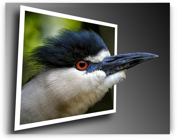 Black Crowned Night Heron OOB by Bill Swartwout Photography