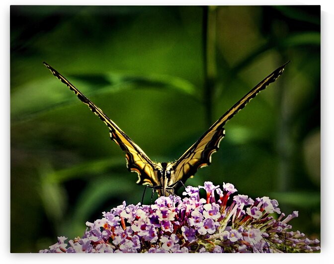 Butterfly Victory V Zoo by Bill Swartwout Photography