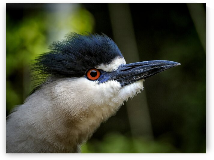 Black Crowned Night Hawk Ruffled by Bill Swartwout Photography