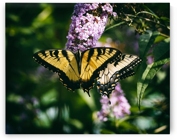 Butterfly Swallowtail MD Zoo 8050035 by Bill Swartwout Photography