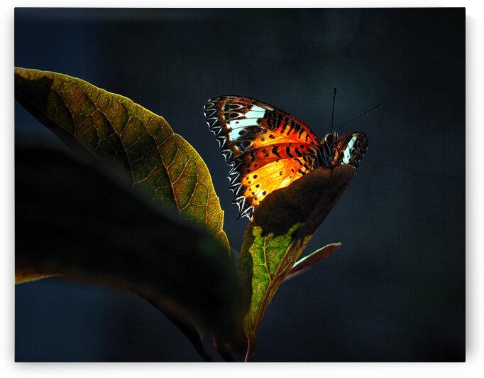 Butterfly Leopard Lacewing Backlit 1300246 by Bill Swartwout Photography