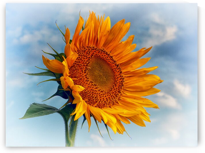 Sunflower Solitaire in the Sky by Bill Swartwout Photography