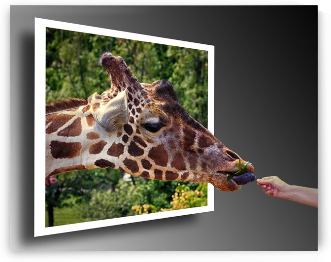 Giraffe w Browse and Hand OOB by Bill Swartwout Photography