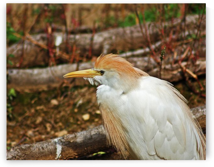 Cattle Egret Portrait by Bill Swartwout Photography