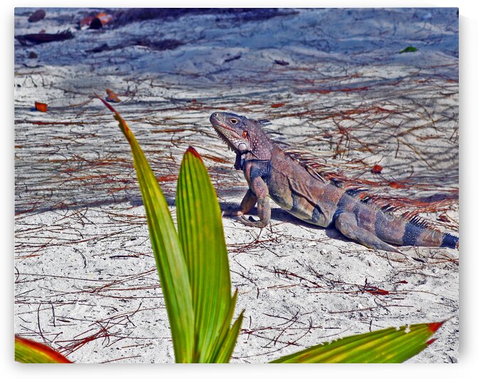Coco Cay Iguana by Bill Swartwout Photography
