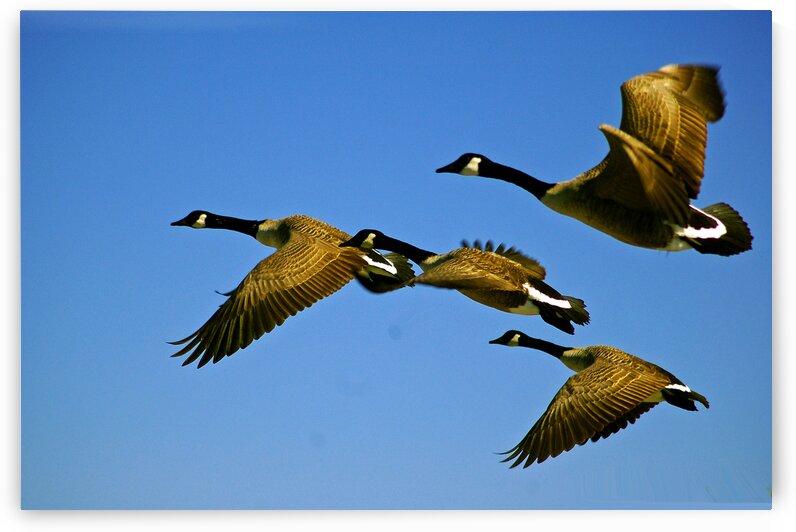 Canada Geese Fly Over Ocean City MD by Bill Swartwout Photography