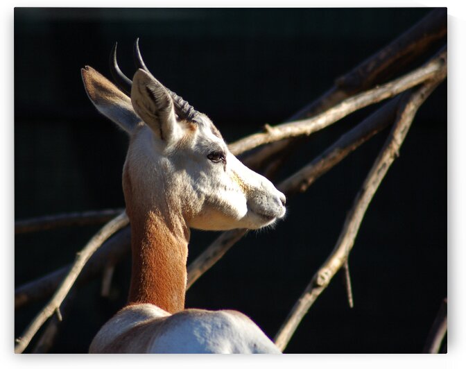 Dama Gazelle at the National Zoo by Bill Swartwout Photography