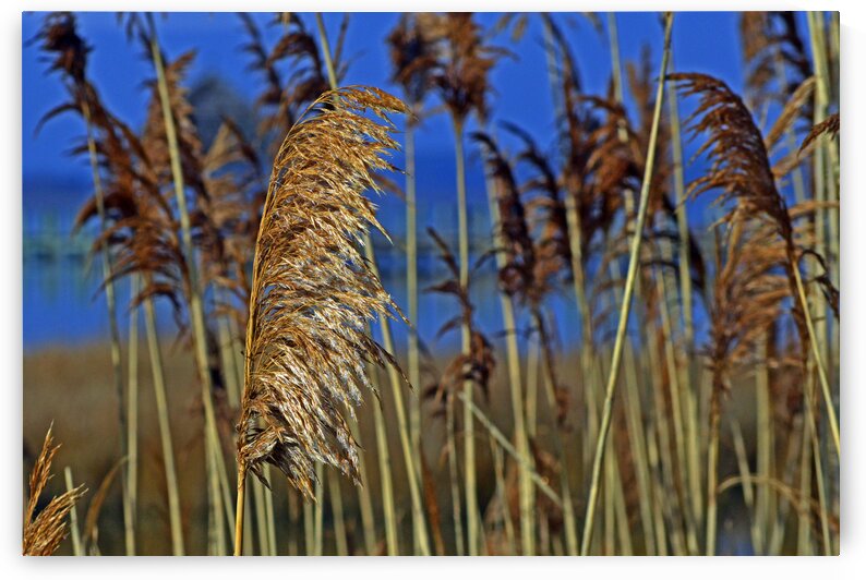 Marsh Grass at Northside Park by Bill Swartwout Photography