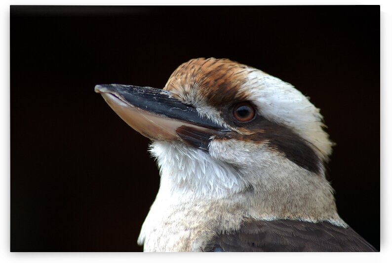 Laughing Kookaburra by Bill Swartwout Photography