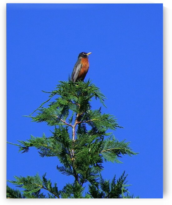 Tree Top Robin Red Breast by Bill Swartwout Photography