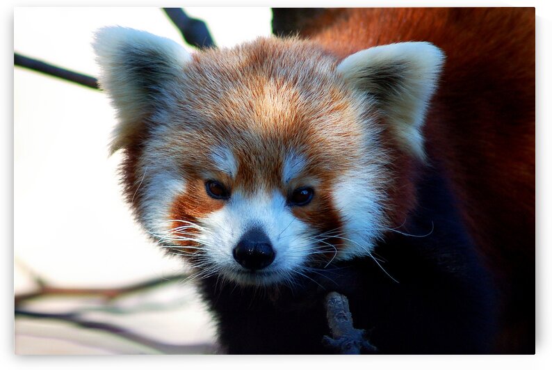 Red Panda at the DC Zoo by Bill Swartwout Photography