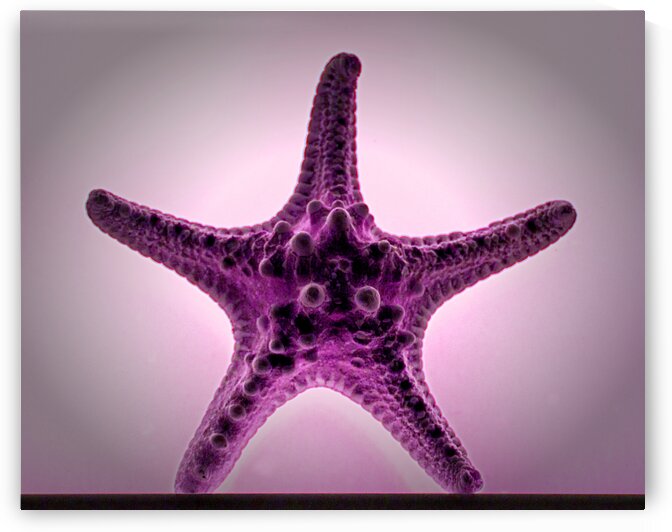 Starfish Purple Haze by Bill Swartwout Photography