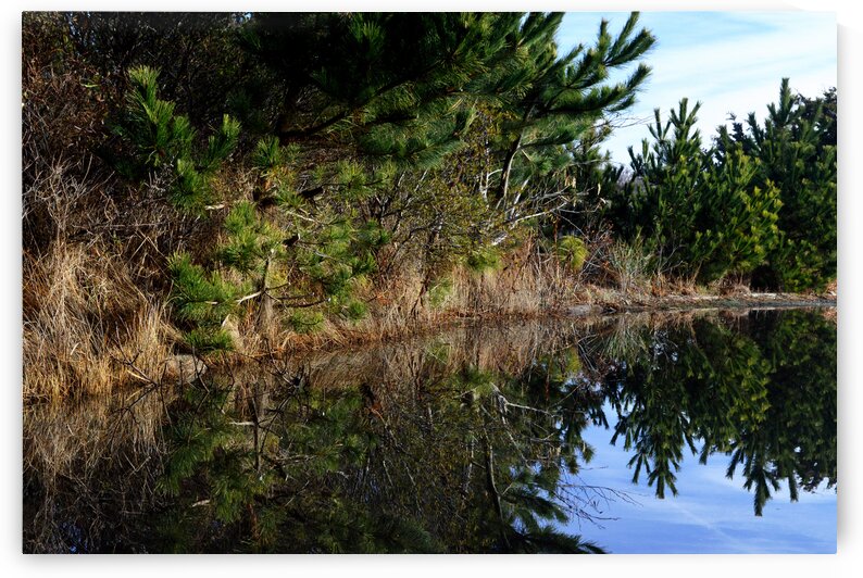 Rain Puddle at the Beach by Bill Swartwout Photography