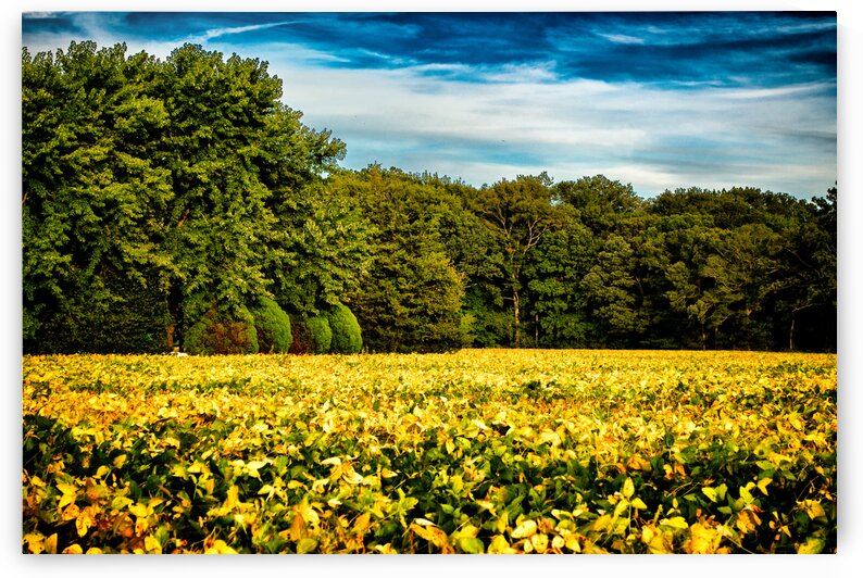 Soybeans Ready for Harvesting by Bill Swartwout Photography
