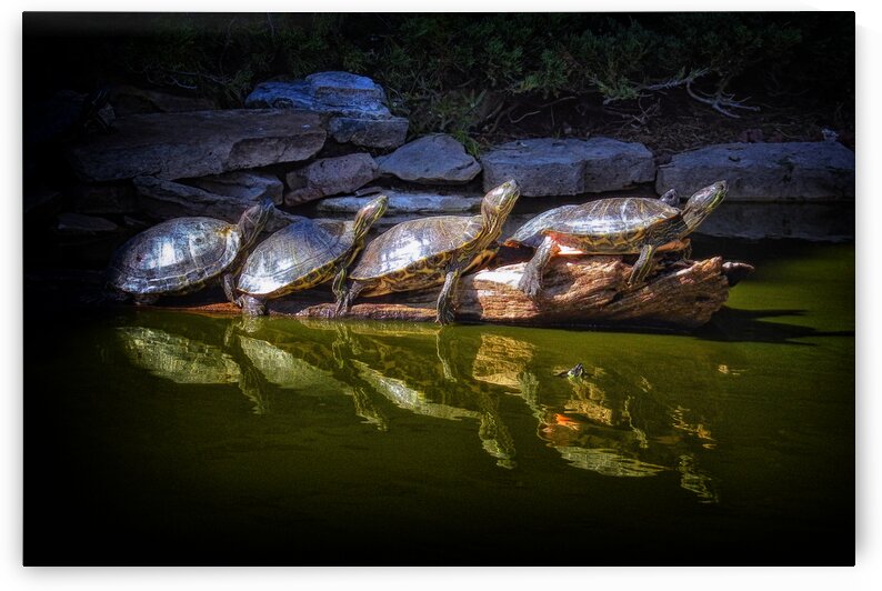 Alligator Adventure Turtle Parade in Myrtle Beach SC by Bill Swartwout Photography