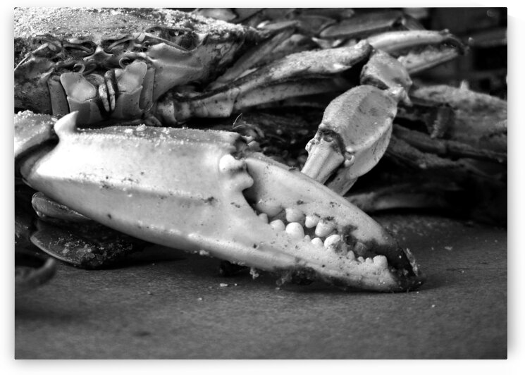 Crab Claw Black in Black and White by Bill Swartwout Photography