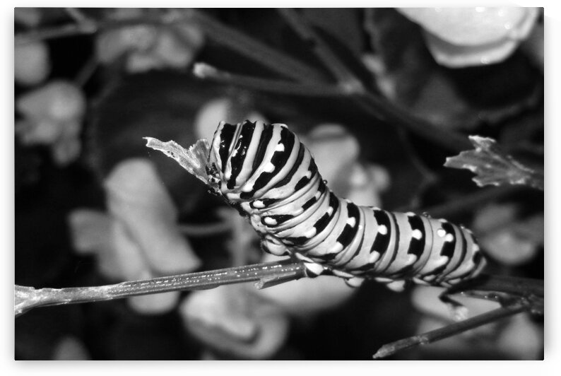 Eastern Black Swallowtail Caterpillar Camouflage Monochrome by Bill Swartwout Photography