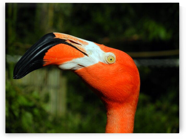 Eye of the Flamingo by Bill Swartwout Photography