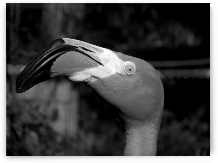 Eye of the Flamingo in Black and White by Bill Swartwout Photography