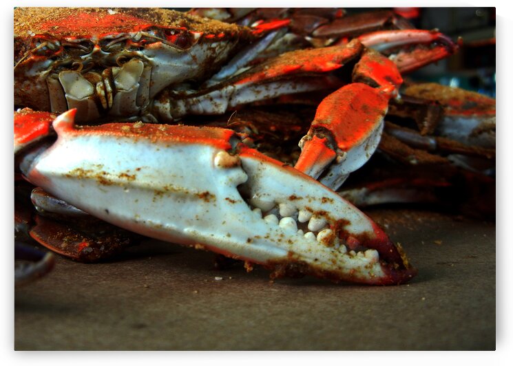 Big Crab Claw by Bill Swartwout Photography