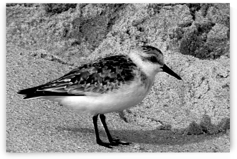 Sandpiper on the Beach in Black and White by Bill Swartwout Photography