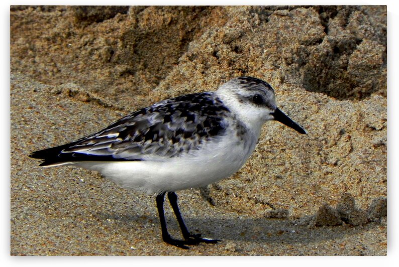 Sandpiper on the Beach by Bill Swartwout Photography