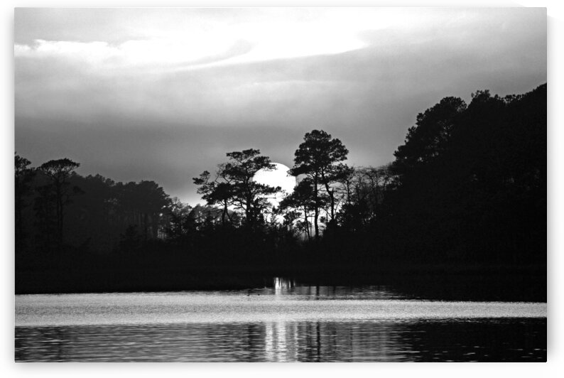Sunset in the Trees of Assawoman Bay in Monochrome by Bill Swartwout Photography