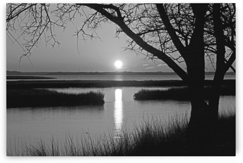 Sunset Trees at Old Landing Road in Black and White by Bill Swartwout Photography