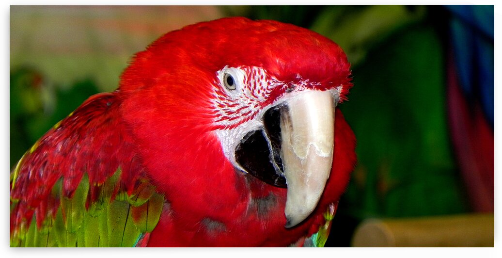 Scarlet Macaw by Bill Swartwout Photography