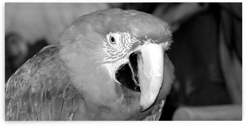 Scarlet Macaw in Black and White by Bill Swartwout Photography