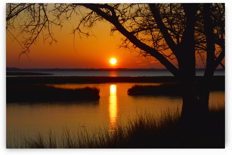 Sunset Trees at Old Landing Road in Ocean City by Bill Swartwout Photography