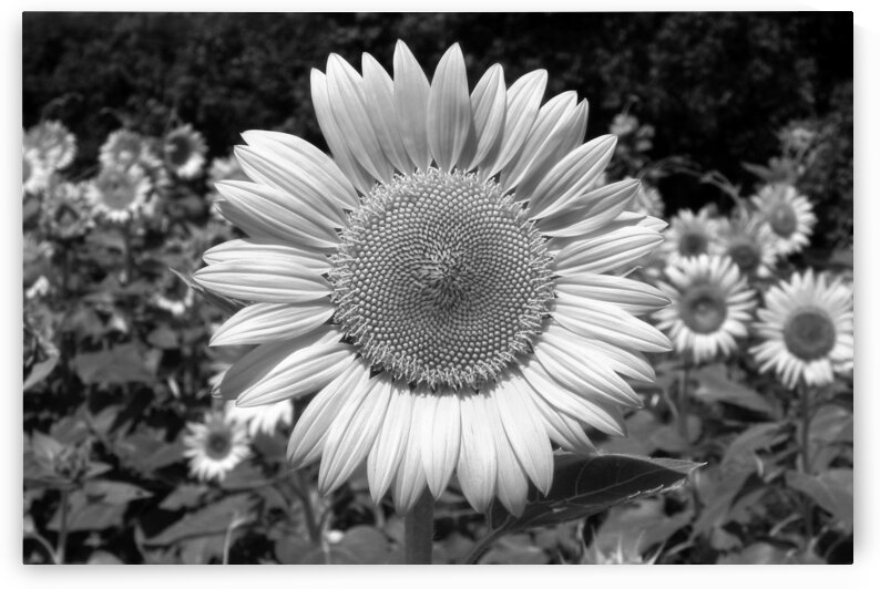 Roxanna Sunflower Helianthus in Black and White by Bill Swartwout Photography