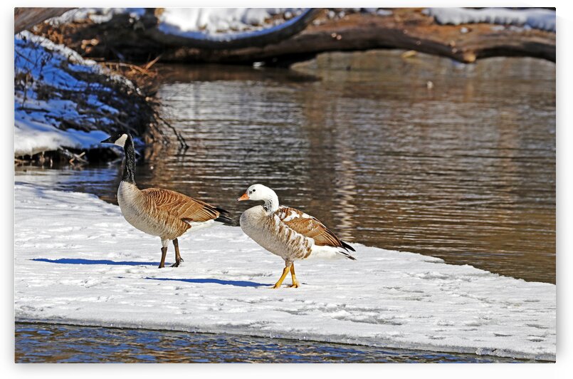 The Hybrid by Deb Oppermann