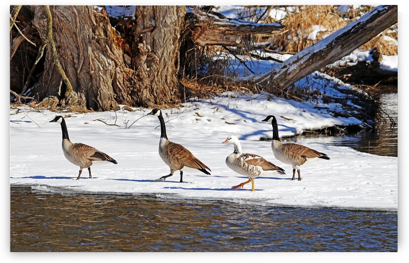 The Rare And The Common by Deb Oppermann