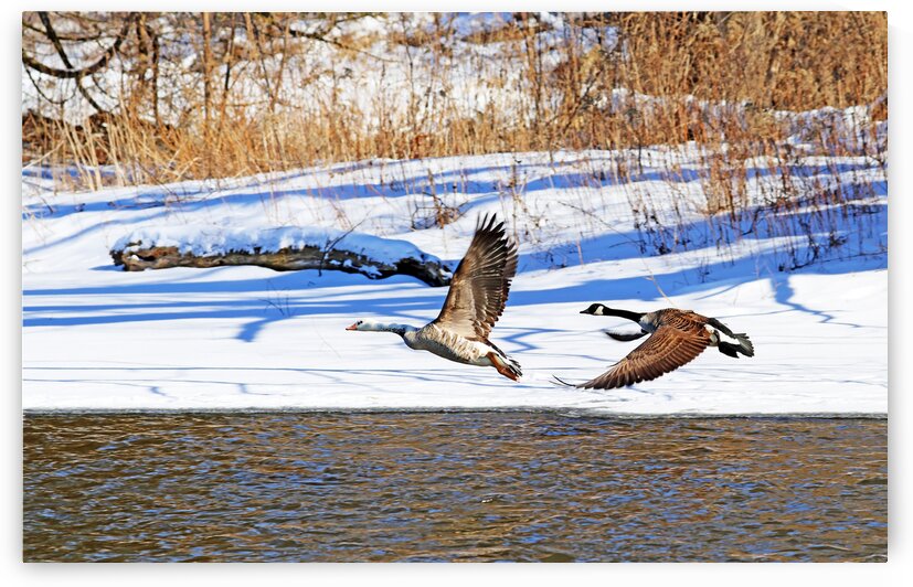 Geese In Winter In Flight by Deb Oppermann
