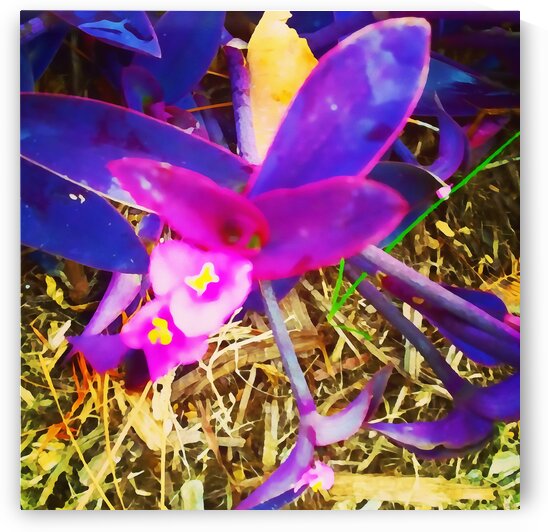 pink and purple by Pierce Anderson