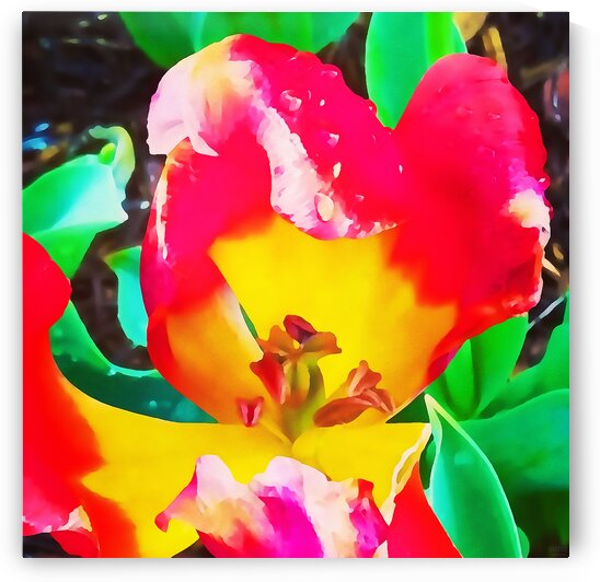 heart flower by Pierce Anderson