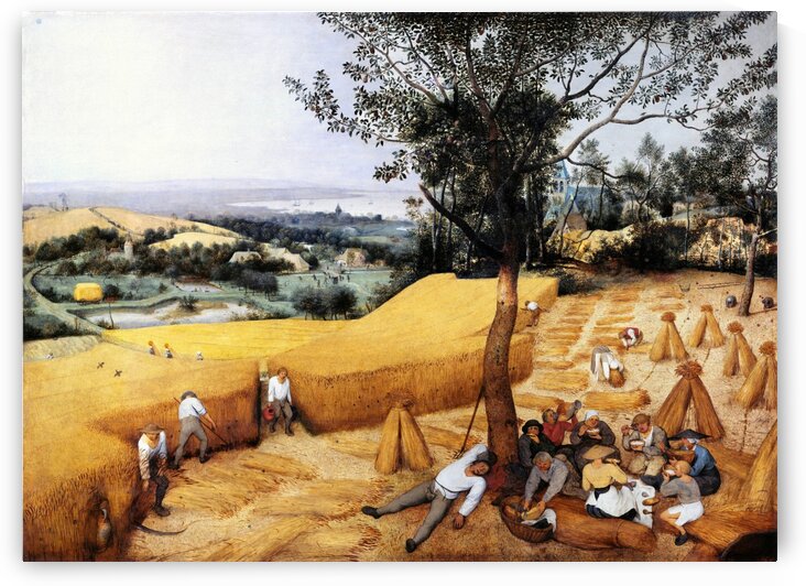 The grain harvest by Pieter Bruegel