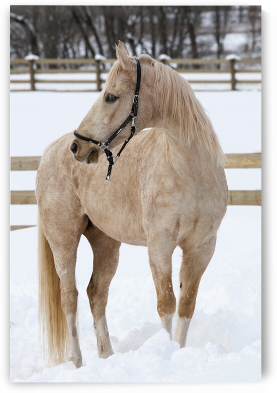 Beauty In White by India Blake