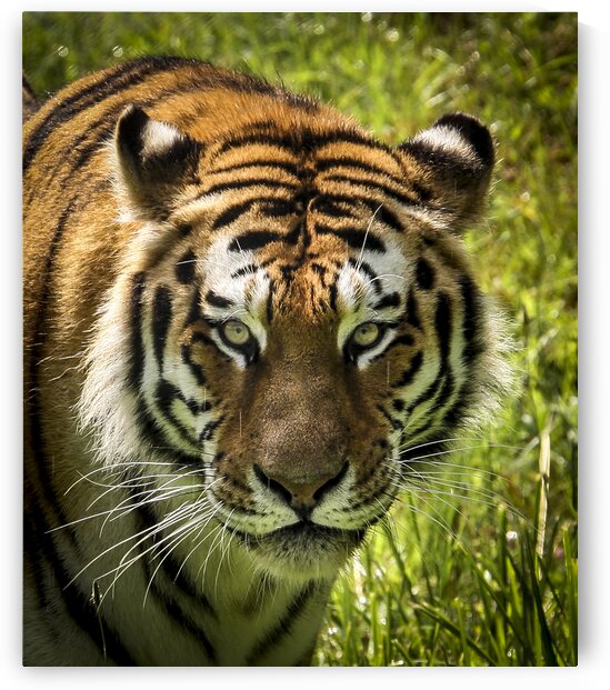 Tiger Eyes by India Blake