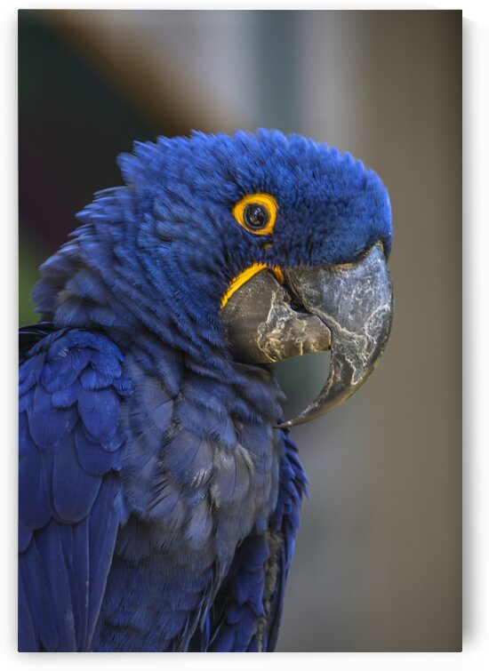 Blue Parrot by India Blake