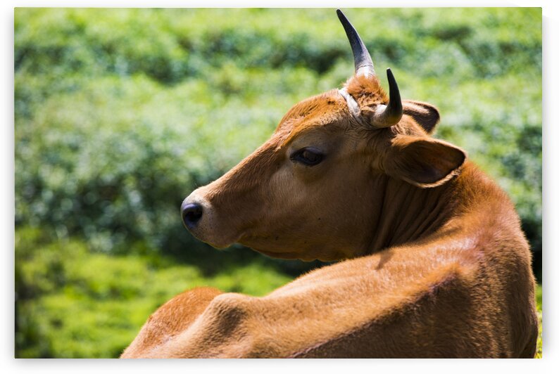 Peaceful Pasture by India Blake