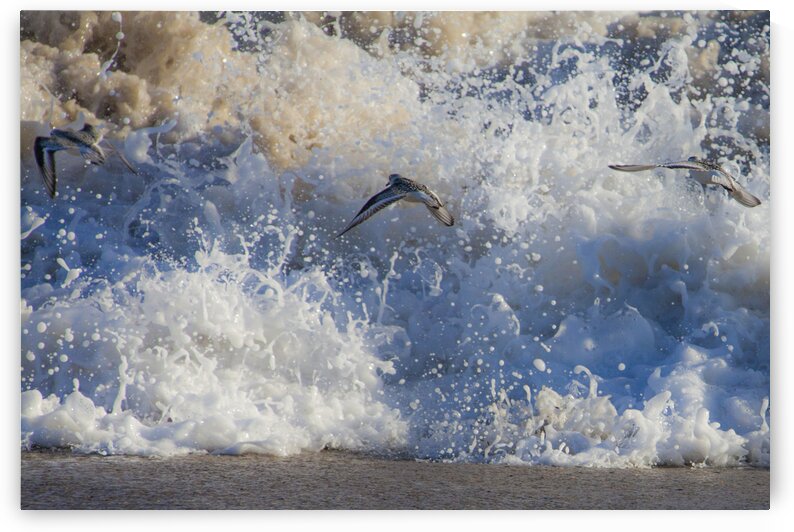 Sand Pipers by India Blake