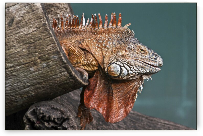 Interested Iguana  by India Blake